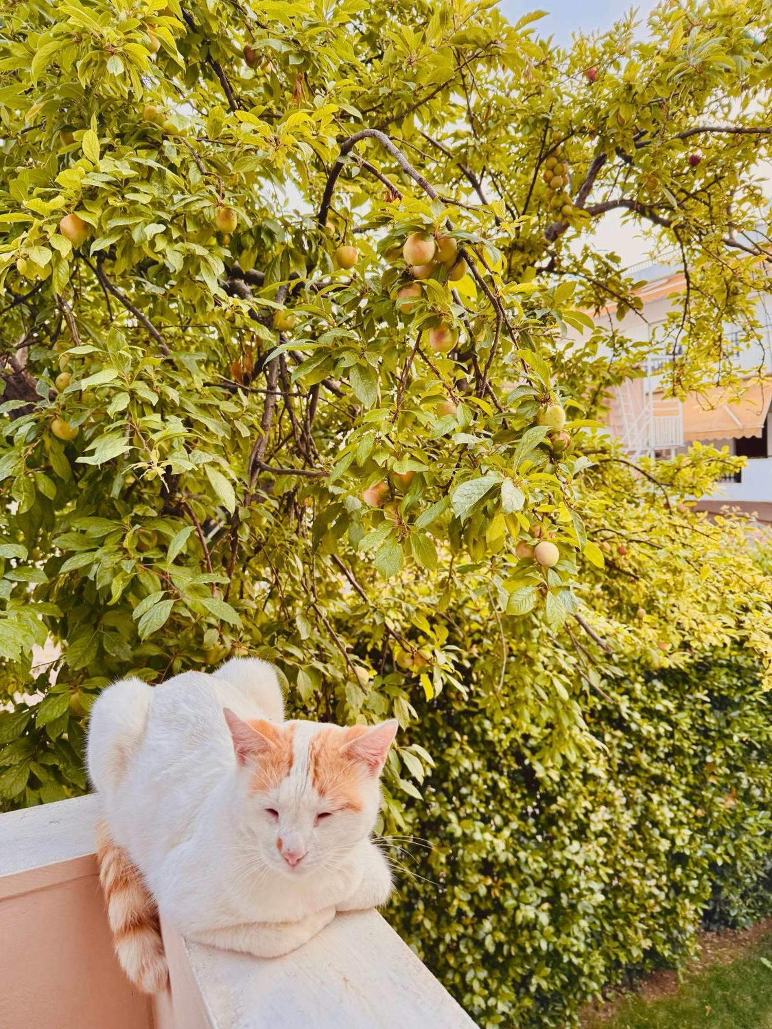 Amalia House Διαμέρισμα Nea Kallikrateia Εξωτερικό φωτογραφία